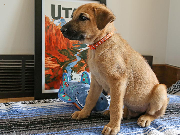 chinook puppy